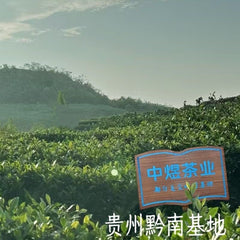 贵州毛尖2025新茶特级嫩芽炒青高山云雾